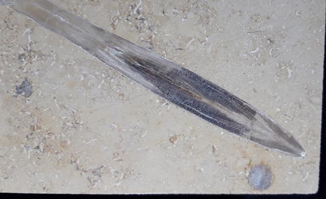Hibolithes sp. (MONTFORT 1808) - Bild &copy; FossNet FossilienStore